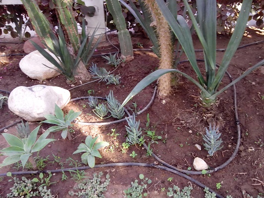 COMMISSAIRE GOUTTE 2